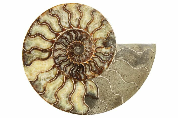 8.6" Cut & Polished, Agatized Ammonite Fossil (Half) - Madagascar